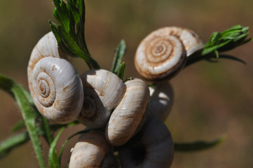 Little snails shells on the grass. Group of snail shells in nature