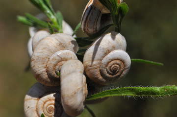 Little snails shells on the grass. Group of snail shells in nature