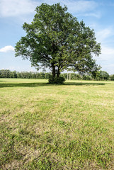 isolated tree on meadow with forest on the background and blue sky