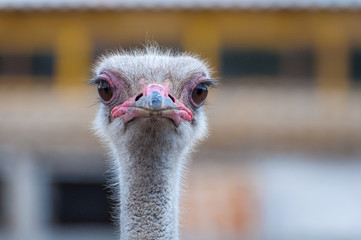 A close-up of an ostrich. The largest flightless bird.