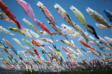 高槻市の鯉のぼり