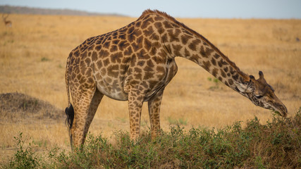 Giraffe Gobbling