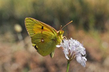 Colias croceus, Clouded Yellow butterfly collecting nectar on wildflower. 