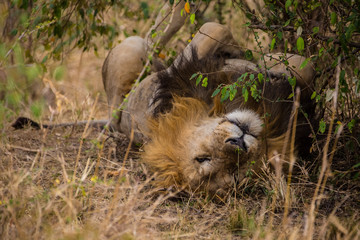 Obraz premium Senior Male Lion