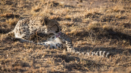 Cheetah