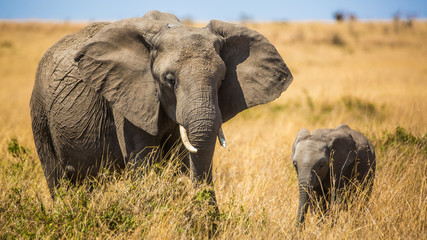 Obraz premium Elephant Mama & Kiddo