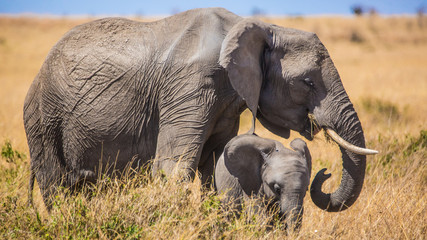 Fototapeta na wymiar Elephant Mother and Child