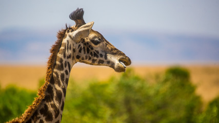 Fototapeta premium Masai Mara, Kenya, Sep 2016