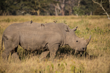 Obraz premium Four Birds on a Rhino
