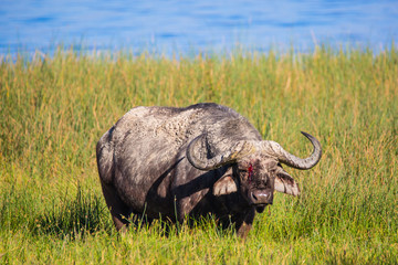 Obraz premium African Buffalo