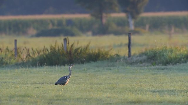 Graureiher auf M&auml;usejagd in einer Wiese, August