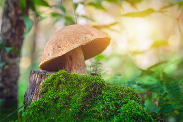 A beautiful large white mushroom with a burdock cap and a thick peduncle stands on a stump in the moss in the forest on a summer day, side view, around the foliage, the sun shines brightly....