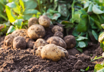 potatoes