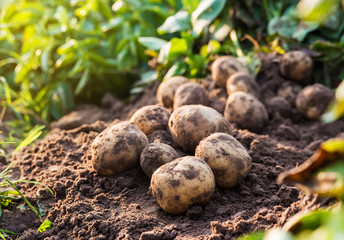 potatoes