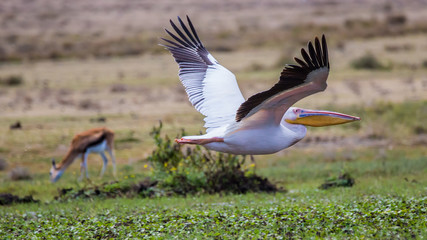 Obraz na płótnie Canvas Great White African Pelican and Impala