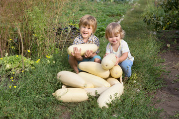 Naklejka na ściany i meble happy two children with vegetables vegetable marrows sit on a grass n a garden. Healthy lifestyles concept.