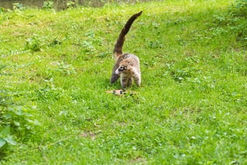 South American coati, Nasua nasua, in the nature habitat. Animal from tropic forest. Wildlife scene from the green nature