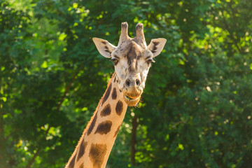 Face of giraffe.