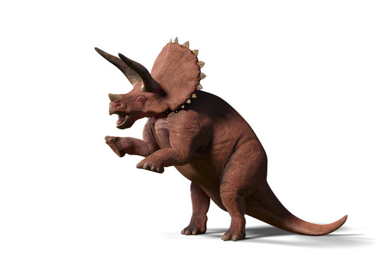Triceratops horridus, Triceratops dinosaur of the late Cretaceous period in action