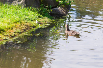 Wild duck swimming on a mountain lake