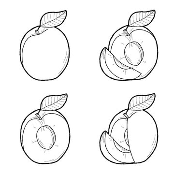 Apricot Vector Fruit Cartoon Art