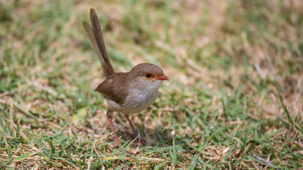 Cute Little Bird