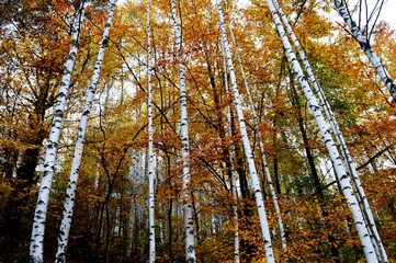 Fototapeta premium Autumn in the forest