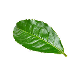 Tea leaf isolated on the white background