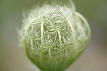 Schafgarbe  © Dü Lee