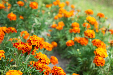 Orange marigolds