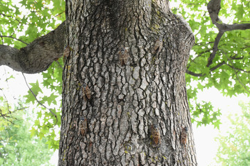 日本の昆虫・同じ木にたくさんの「セミ（アブラゼミ）」が集まった。（集合、集結、人生設計、危険分散、医療保険、ライフプラン、カモフラージュ、人生を謳歌するなどのイメージ