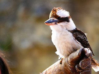 Martin chasseur