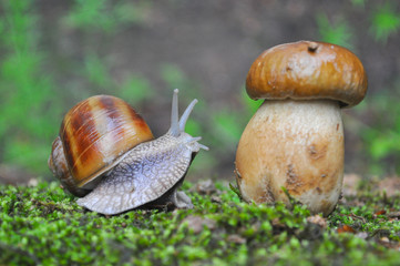 Big snail and cap mushroom in forest. Boletus edulis mushroom and snail on rain in woods