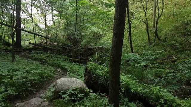 Ravine in the forest covered with a windbreak