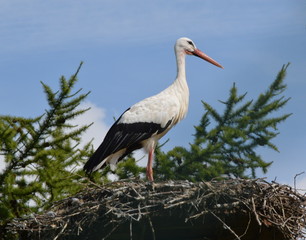 Storch im Nest