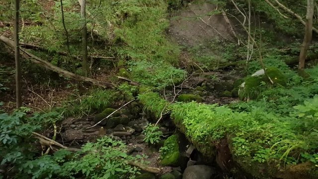 Ravine in the forest covered with a windbreak