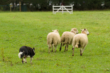 Welsh border collie rounding up sheep on a farm