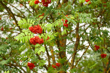 The rowan twigs with ripe red berries