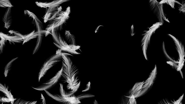 舞い落ちる羽根