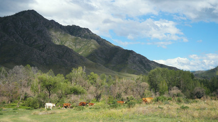 Beautiful landscape with mountains trees and a livestock feeding on the field