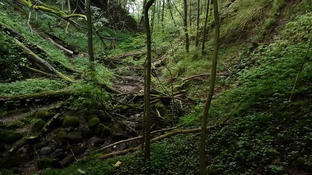 Ravine in the forest covered with a windbreak