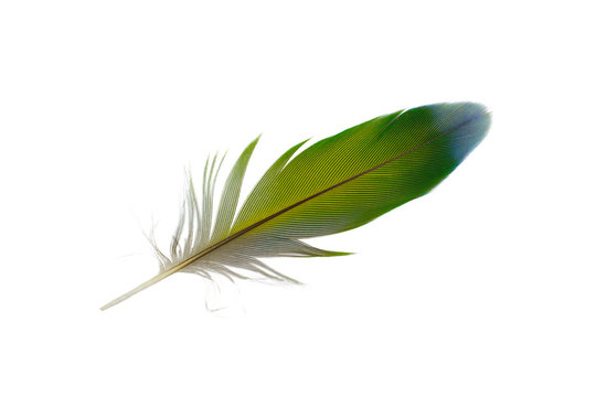 Beautiful Green Feathers Color Background Stock Photo by ©serezniy 574513816