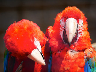 Perroquet © photoloulou91