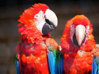 Perroquet © photoloulou91