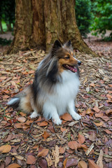 Chili under a big tree