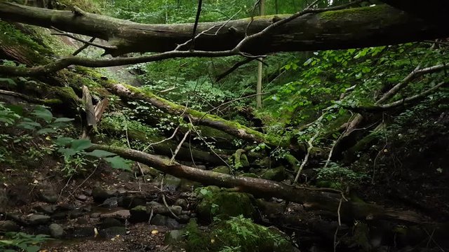 Ravine in the forest covered with a windbreak