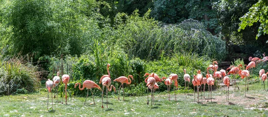 Papier Peint photo Lavable Flamant flamingos in a park