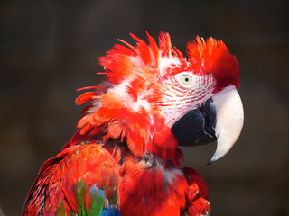 Perroquet © photoloulou91