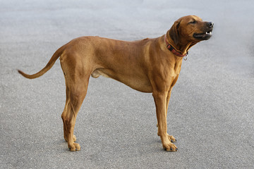 rhodesian ridgeback dog