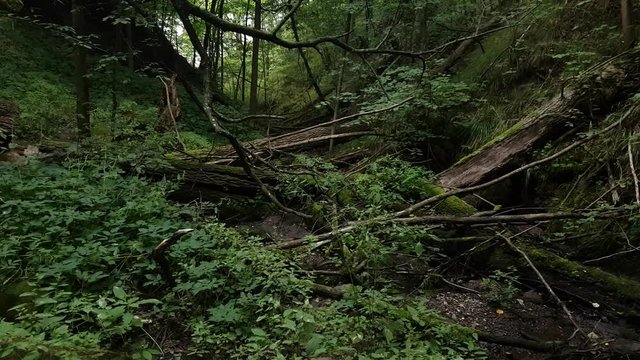 Ravine in the forest covered with a windbreak